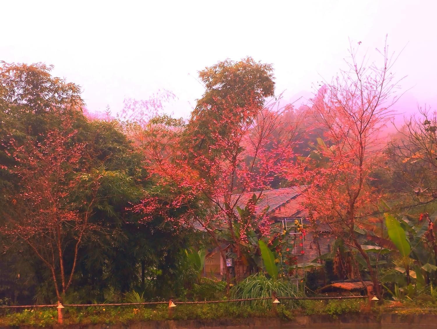 Bungalow Hoang Su Phi Ngoại thất bức ảnh